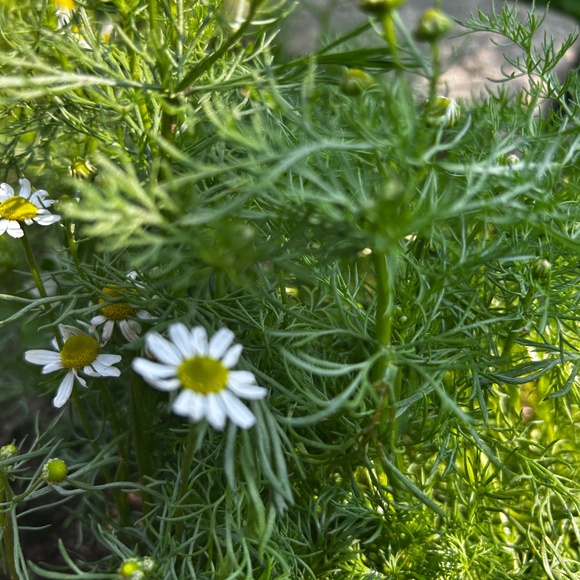 Meet your Posher, Shay - Picture 4 of 8